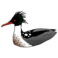 sawbill duck