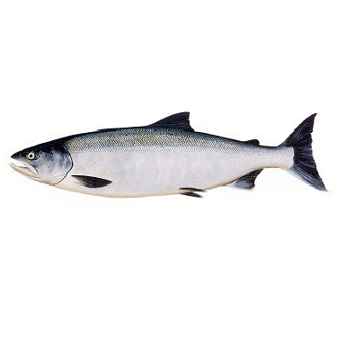dog salmon