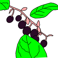 salal berry